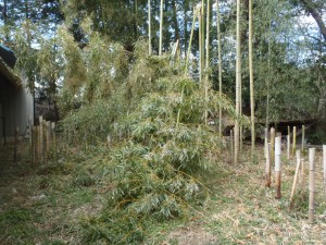 裏庭の竹