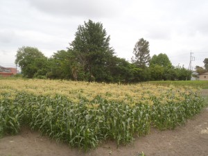 トウモロコシ畑